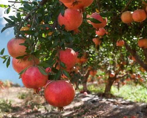 pomegranate growing