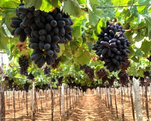 whatsapp image 2025 12 10 at 11.18.57 (2)